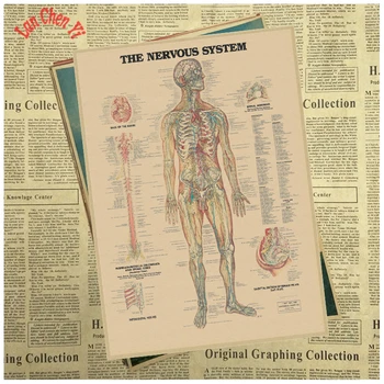 

Organ structure map Kraft Paper Poster Office Gift Room Dining Home Decor wall sticker Design