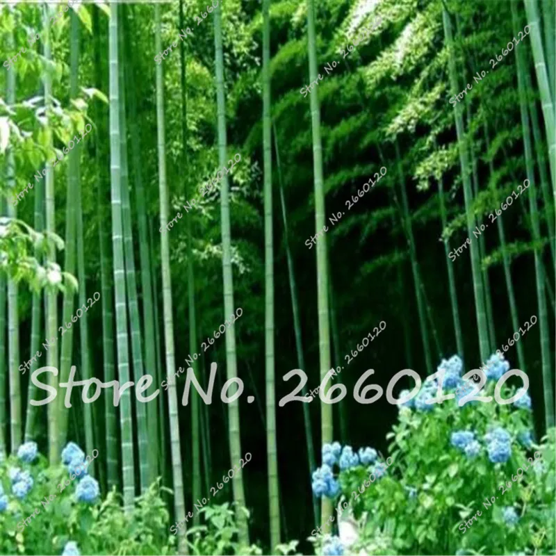 

New Arrival!!! A Package 60 Pieces Fresh Giant Moso Bamboo Natural Bamboo Tree for DIY Home Garden Plant