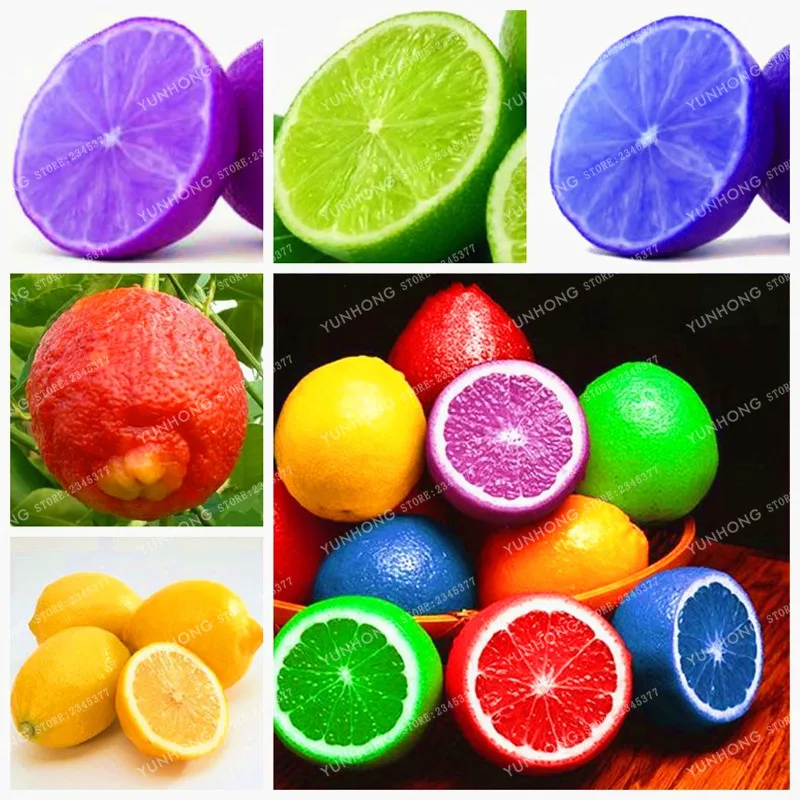 

Lemon Tree Bonsai High Survival Rate Fruit Bonsai Balcony Bonsai Plant For Home Garden 20 Pieces/Pack