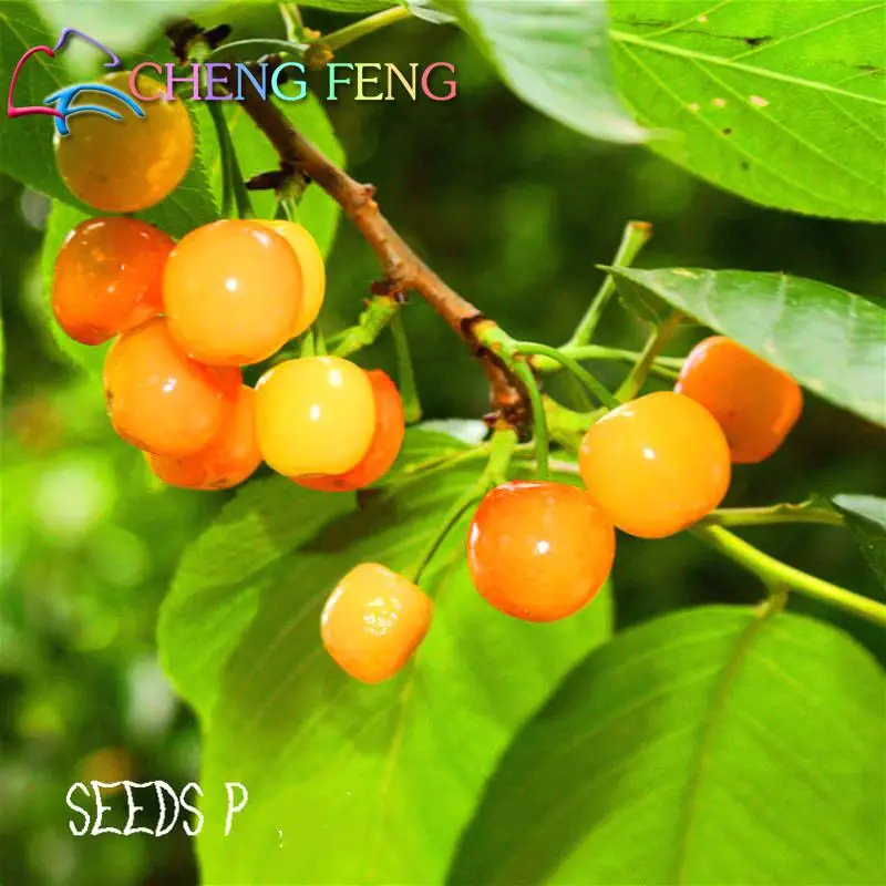 10pcs Rare Japanese Sakura Seeds Sweet Cherry Tree Seeds Bonsai Plants