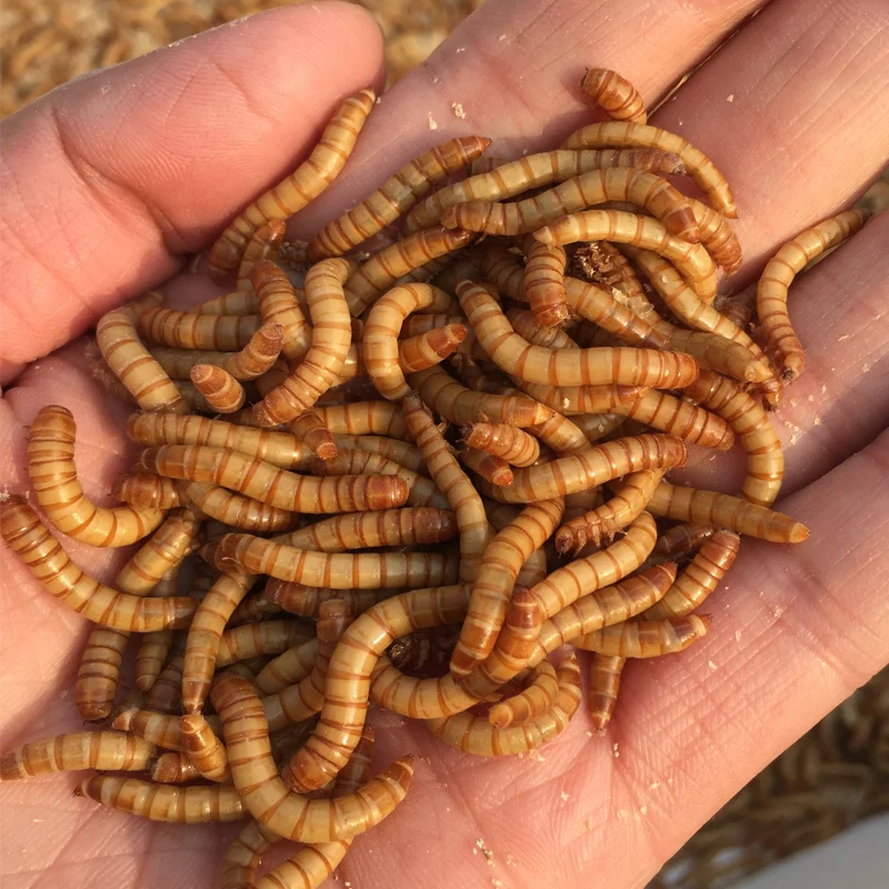 

Mealworm Dried Aquarium Tank Pond Fish Reptile Wild Bird Food Hamster Birdseed Lizard Turtle Arowana Tenebrio Chicken Feed