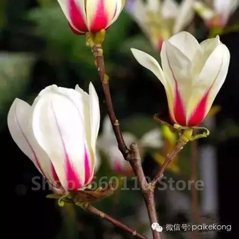 

Magnolia bonsai,rare potted flower tree flores,home and garden decoration plant,easy to grow,10pcs/bag garden flower seedsplants