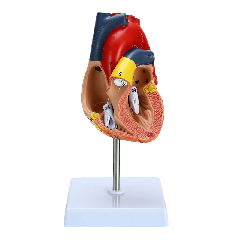 

Human Heart Anatomical Anatomy School Teaching Model Viscera Medical Organ Model Emulational