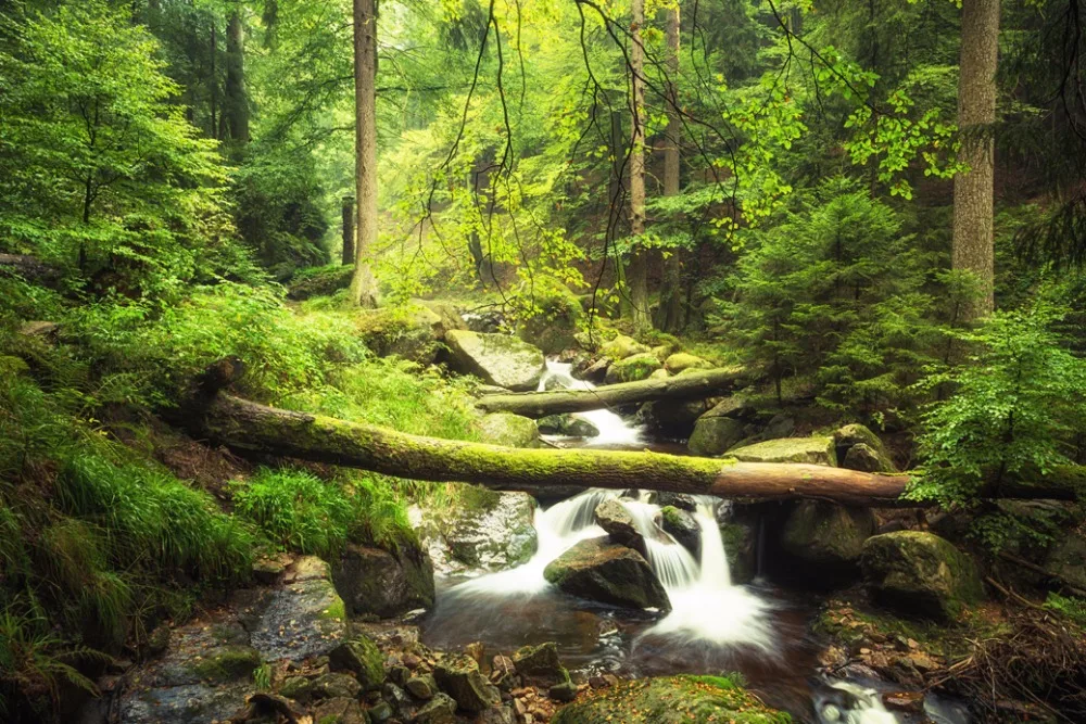 O-Rain Forest-13(90x60cm)