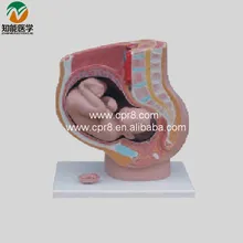 Model Of Pregnancy (Sagittal Anatomy) BIX-A1066 G150