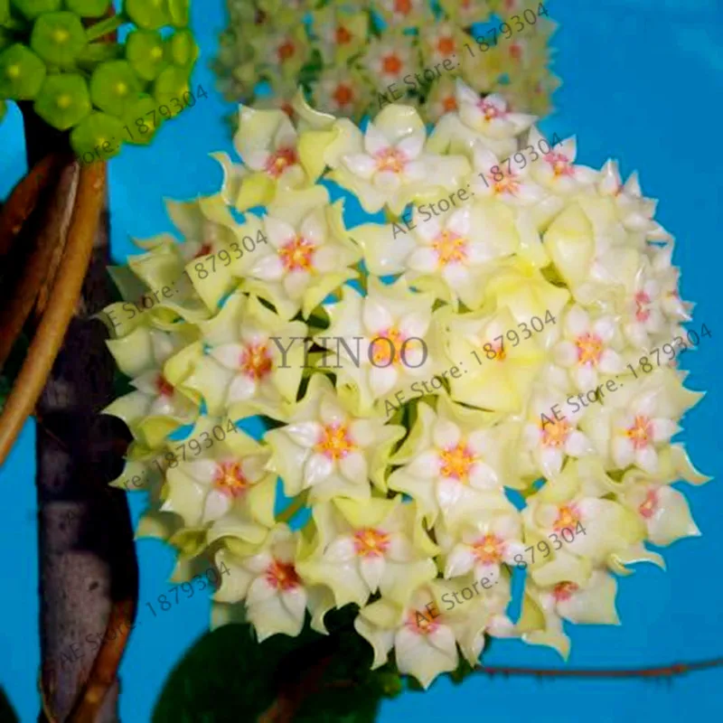 100 шт./упак. Редкие Hoya цветок flores, Орхидея, растения, в помещении бонсай Flowerfor дома и сада посадки легко растить - Цвет: 7