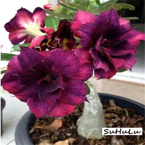 5pcs 100% True Desert Rose plants Exotic Adenium Obesum plants Flower Bonsai plants Air Purification Home Garden Potted Flowers 5pcs 100% True Desert Rose plants Exotic Adenium Obesum plants Flower Bonsai plants Air Purification Home Garden Potted Flowers