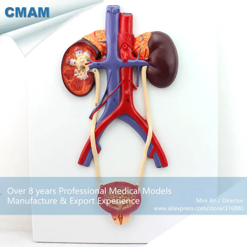 12422 CMAM-UROLOGY02 Human Urogenital System, On Board, Anatomy Models > Urinary Models