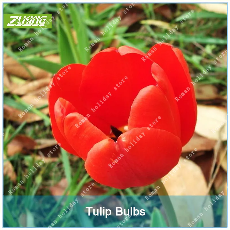 

ZLKING 1 Pcs Red Holland Tulip Bonsai Bulb Not Tulip High Germination Rate Easy To Grow Fresh Bulbous Root Tulipanes Plant