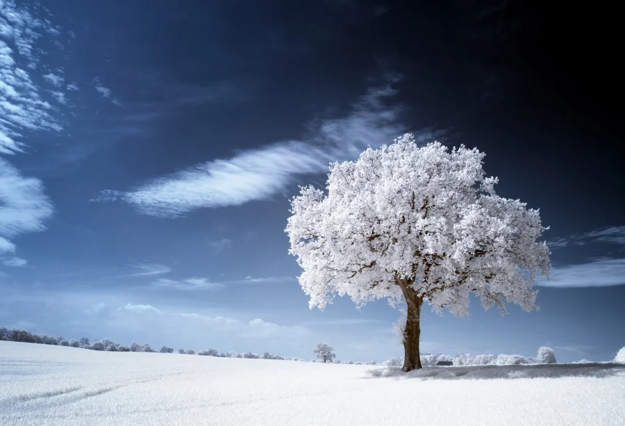 

Laeacco Winter Snow Tree White Leaves Blue Sky Scenic Photography Backgrounds Customized Photographic Backdrops For Photo Studio