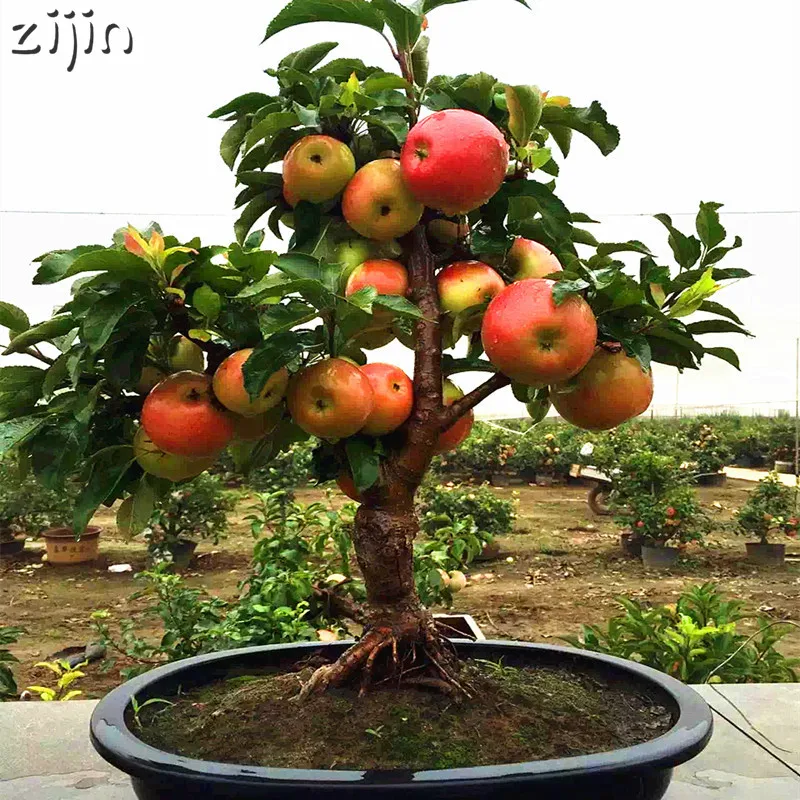 30pcs Dwarf Apple Bonsai Miniature Apple Tree Sweet organic fruit vegetable Bonsai indoor or outdoor DIY Home Garden 30pcs Dwarf Apple Bonsai Miniature Apple Tree Sweet organic fruit vegetable Bonsai indoor or outdoor DIY Home Garden