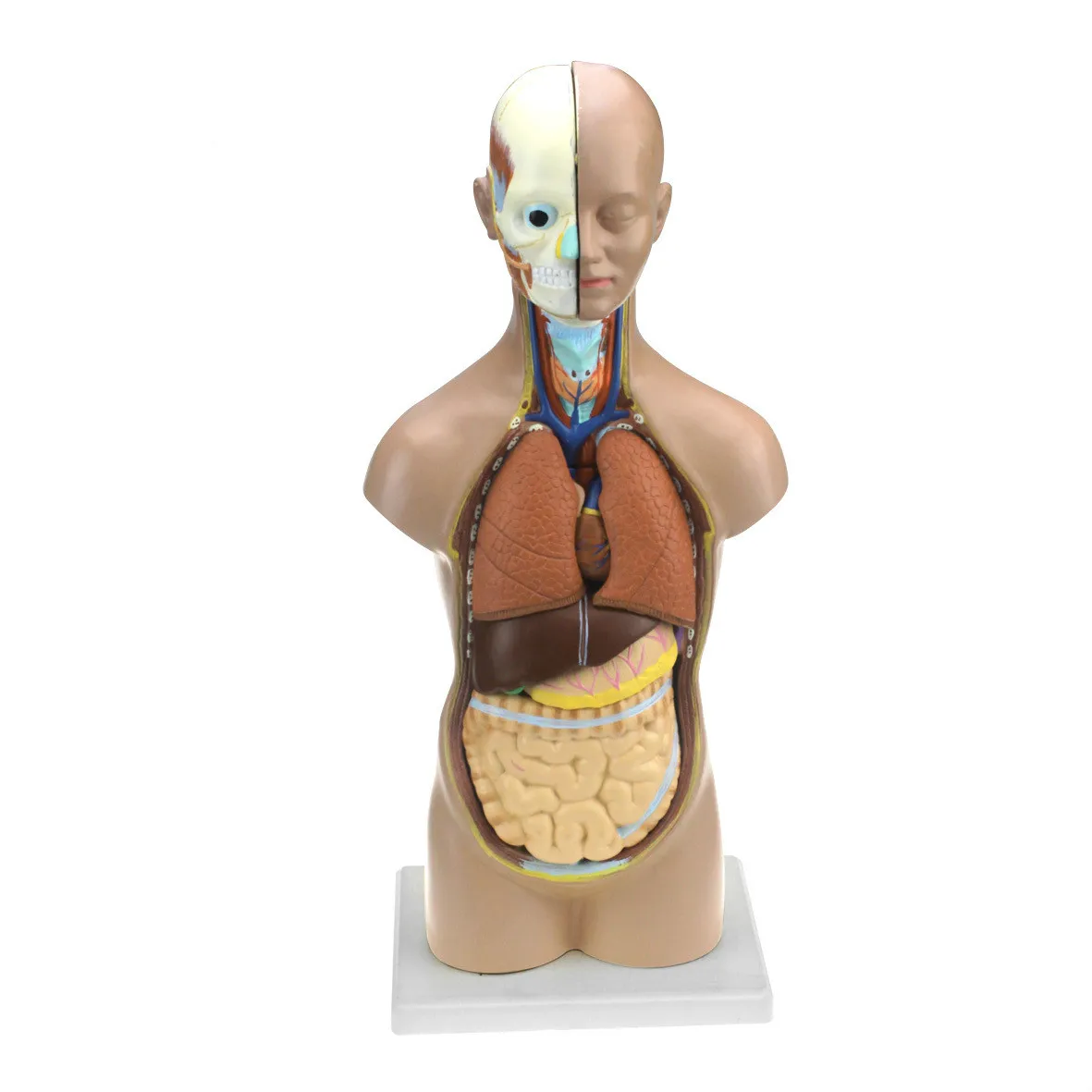 

Removable Human Torso Anatomy Model Human Bust / Head / Musculoskeletal Anatomical Models Medical Human Organs Teaching Aids
