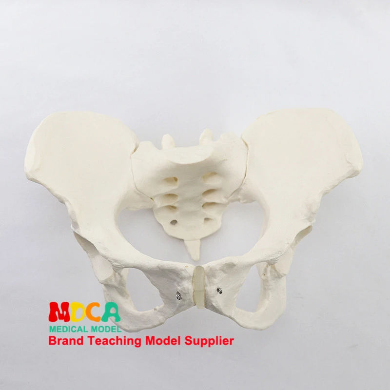 

1:1 Pelvis Model Sacrum Hip Bone Female Pelvic Bone Human Skeleton Anatomy Model Medical Teaching Educational Tool