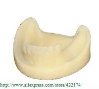 dental model 35