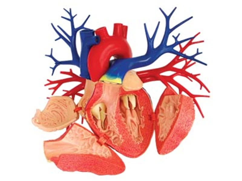 1:1 сердце 4d мастер-головоломка Сборка игрушки человеческого тела анатомическая модель для медиков обучающая модель