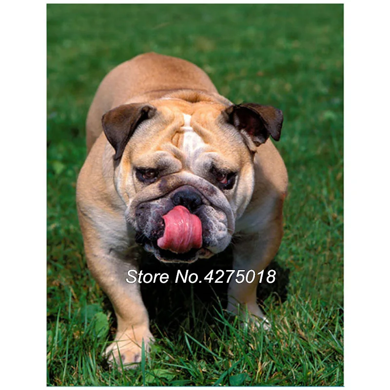 English Bulldog 1