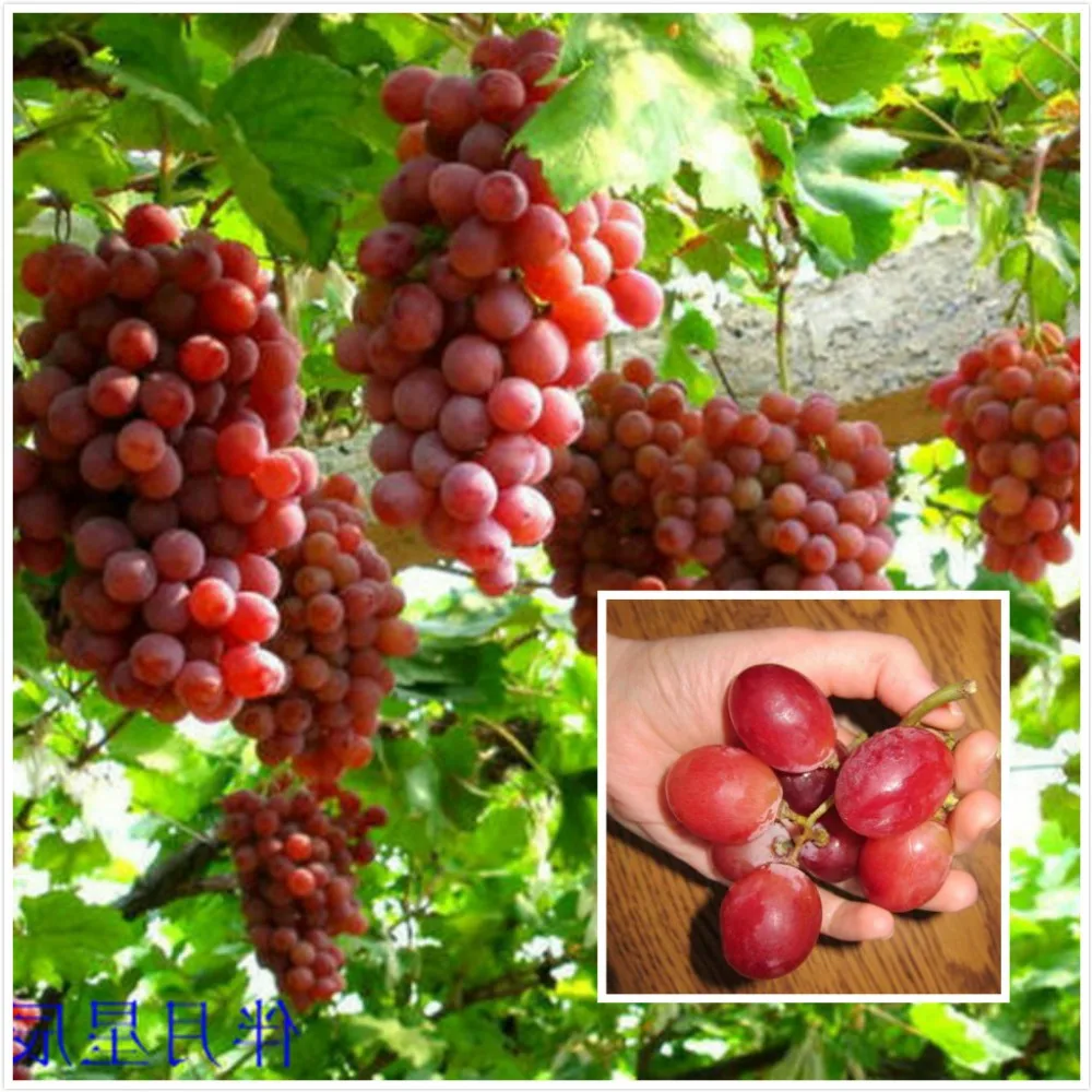 red grape vine promotion-shop for promotional red grape vine on red grape vine promotion-shop for promotional red grape vine on