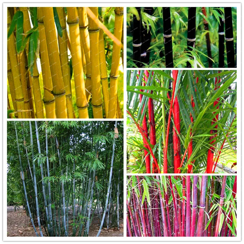 10 pcs 10 pcs