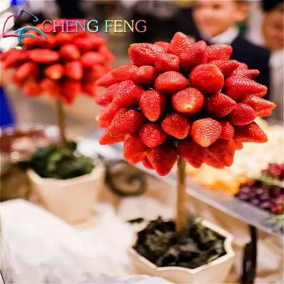 

this bonsai you will like it