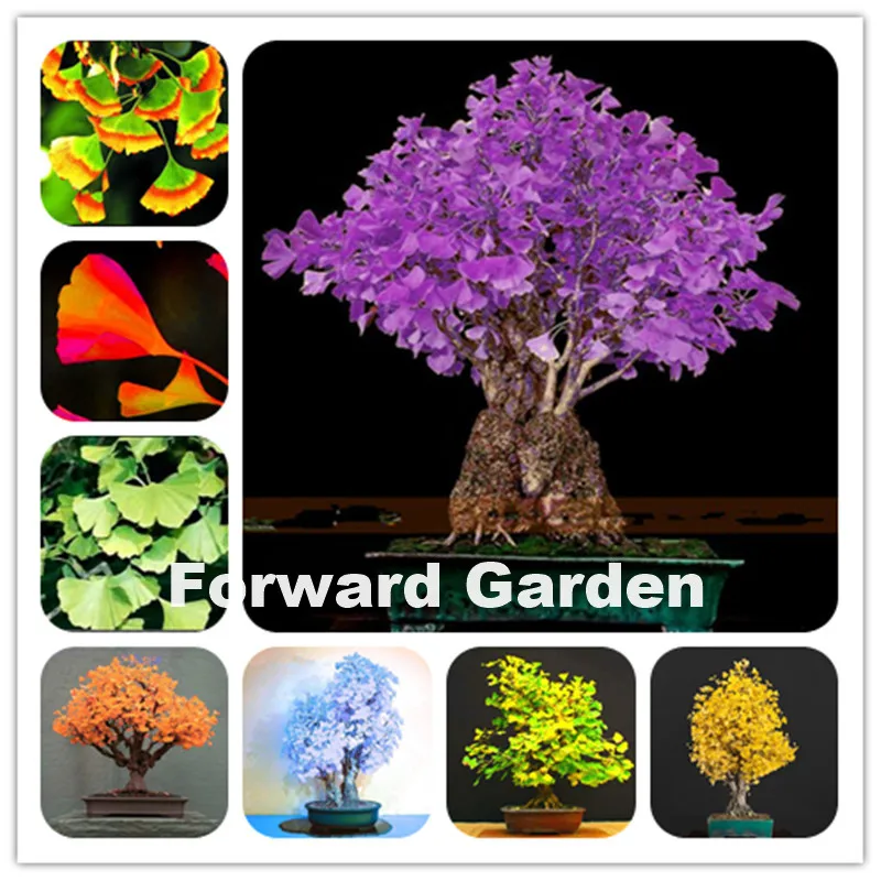 

Free Shipping 100 Pcs Colorful Ginkgo Biloba Bonsai, Maidenhair Tree Exotic Plant Bonsai Flower New Home Garden Ornamental Decor