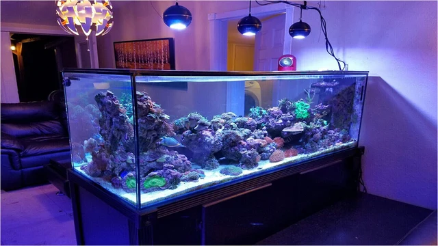 Online Led Light C Grow Marine Reef Tank White Blue Led Light C Grow Marine Reef Tank White Blue Aquarium Fish Sps Lps Color Mini Nano Wireless Control Iphone