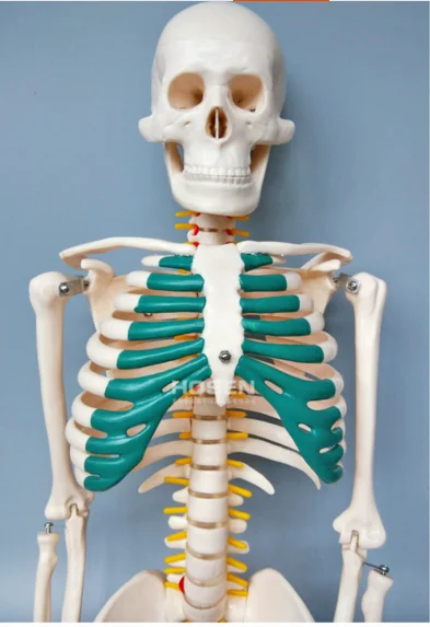 Human skeleton model Skeleton Human skeleton Bone specimens Teaching model 85cm Skeleton with Spinal Nerves model