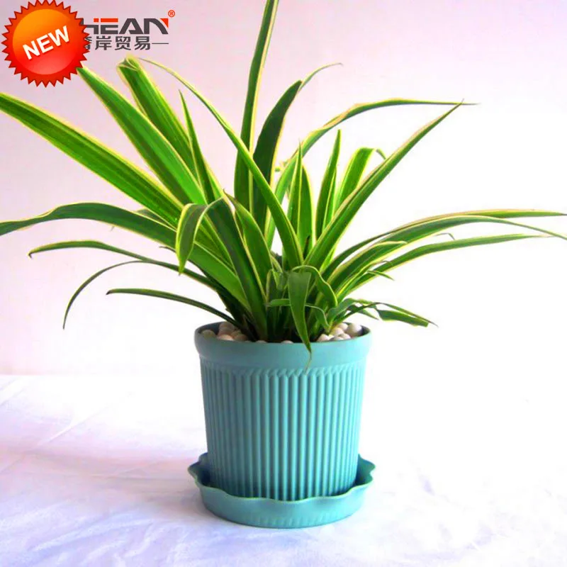 

Hot Sale!100pcs/Pack Chlorophytum Garden Bonsai Absorb Formaldehyde Perennial Potted Plants Indoor Plants,#TA4BT0