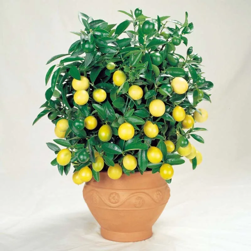 

30PCS Bonsai Orange Potted Edible Tangerine Citrus Fruit Dwarf Orange Tree Indoor Plant For Home Garden plants aa
