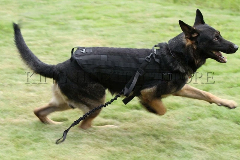 Dog-41