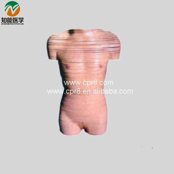 

Human Body Model (Female Transverse Section Model ) BIX-A1071 MQ036