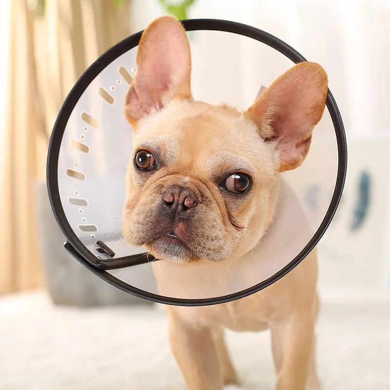 clear dog cone collar