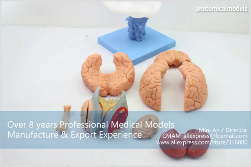 BRAIN06 CMAM BRAIN ANATOMICAL MODEL 15-PARTS 1