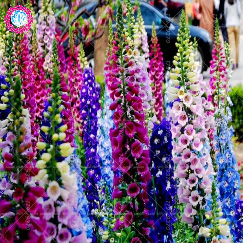 100% шт. 200 True Foxglove общие foxglove цветок Наперстянка пурпуровая карликовые деревья завод украшения домашние, садовые растения