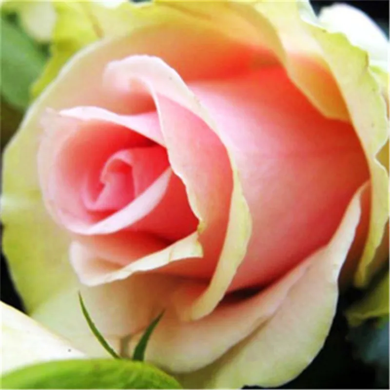 500 Pcs Rose Gardening multi color Bonsai Rosas Living Room Ornamental Plants DIY Home Garden Household Flower Plant For Sale