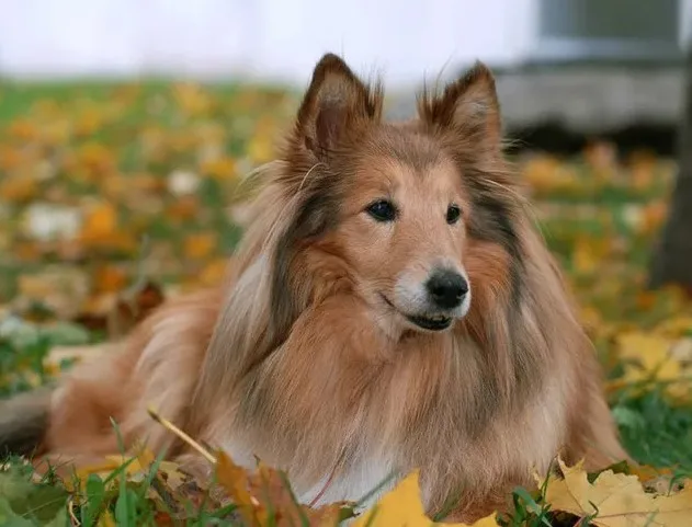 HTB1cvpdajvuK1Rjy0Faq6x2aVXa4