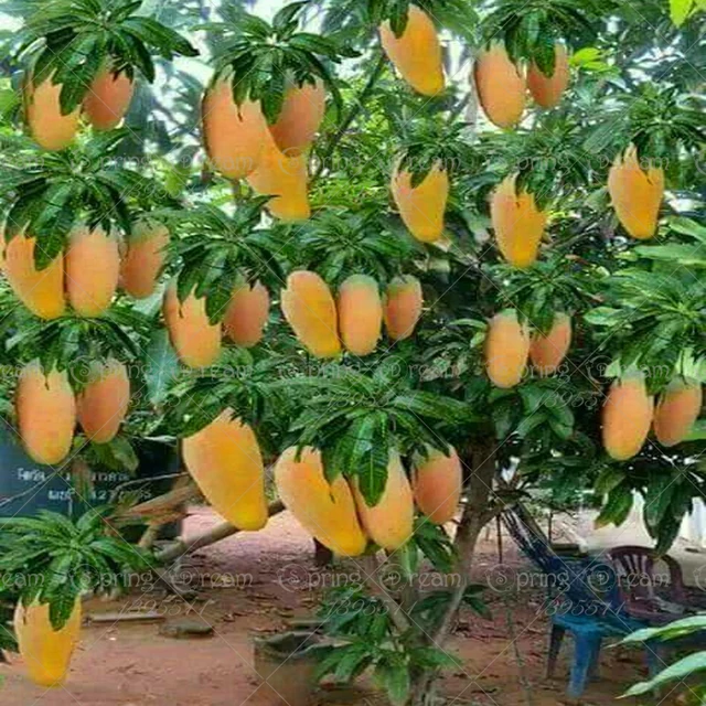 2 pcs/bag mango seeds gaint mango tree seeds bonsai tree seed Organic fruits and vegetables 2 pcs/bag mango seeds gaint mango tree seeds bonsai tree seed Organic fruits and vegetables