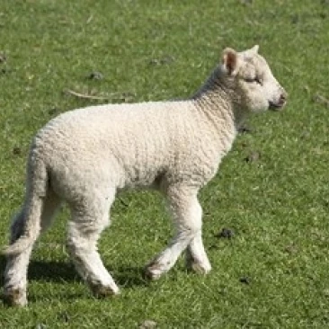 Spring lamb  Dunedin  Otago  South Island  New Zealand Poster Print by David Wall (26 x 17)