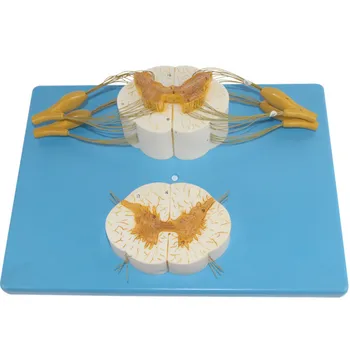 

spine and spinal nerve branch enlargement model spinal cord transverse