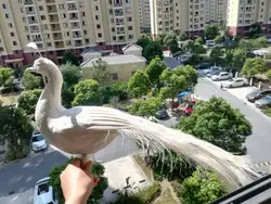 Настоящая жизнь птица белые перья птица Peafowls большой 80 см белый павлин украшение сада съемка реквизит подарок h1807