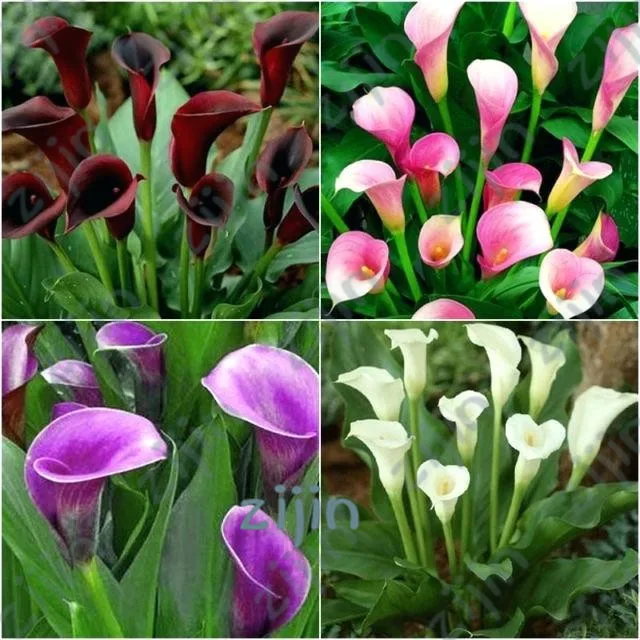 Каллы Цветы Купить Луковицы