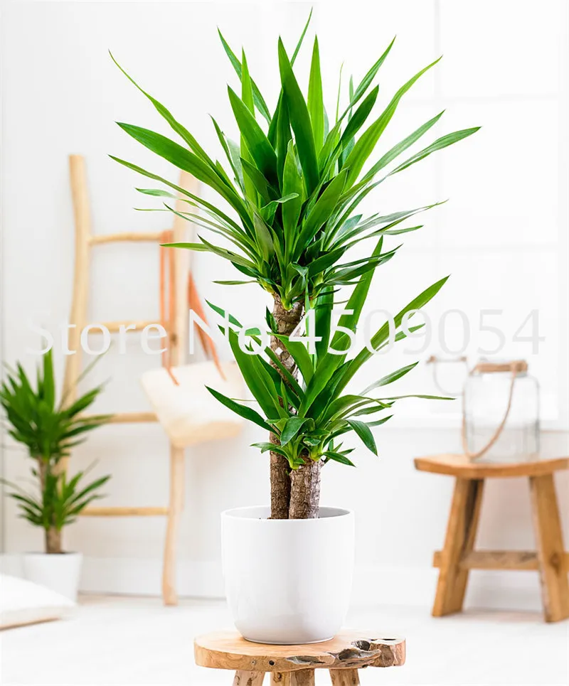 

50 pcs Yucca Bonsai Diy Potted Plants Indoor / Outdoor Pot Bonsai Germination Rate Of 95% New White Orchid bonsai Evergreen