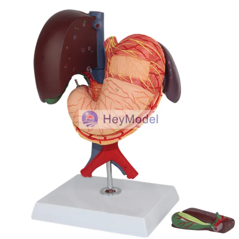 HeyModel Hepatopancreas модель двенадцатиперстной кишки желудочной структуры | Канцтовары
