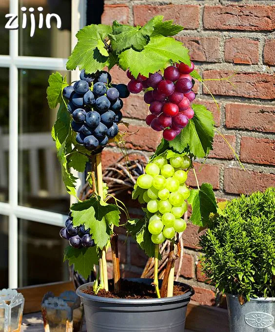 

100pcs Grape plants Miniature Palnt bonsai Organic Fruit Planting For Garden Mini-bonsai-tree