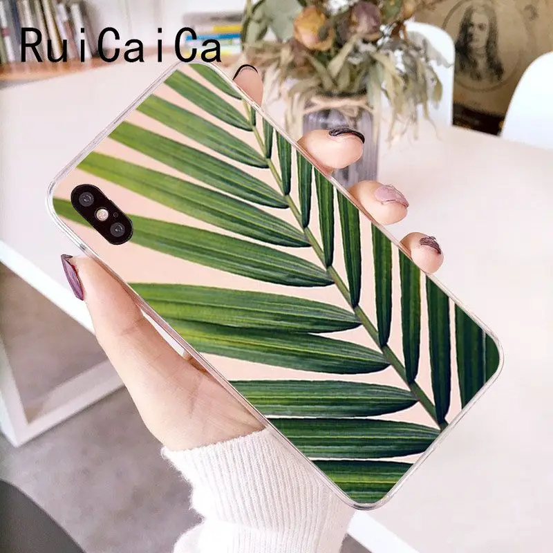 Palm tree Leaves Plant Flower