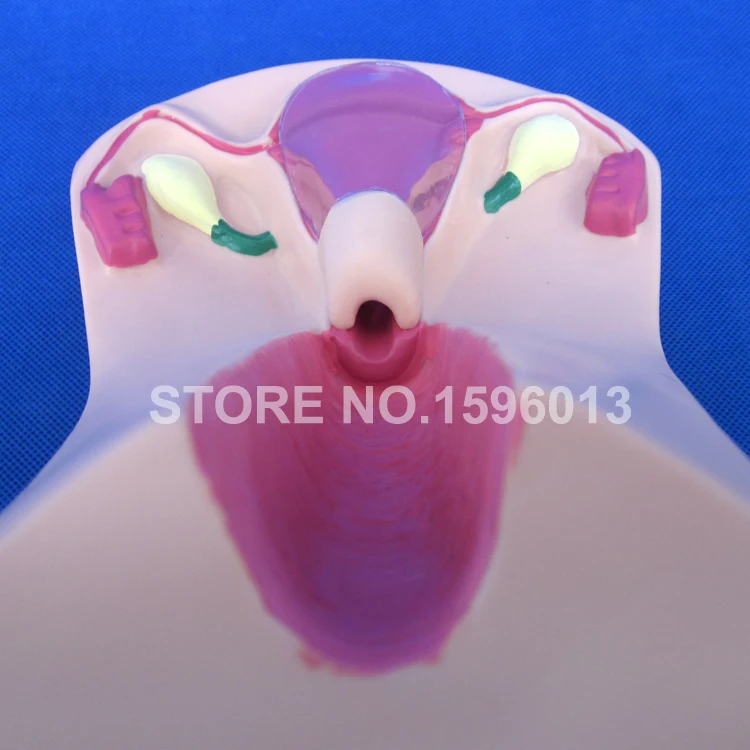 B3 IUD simulator (9)