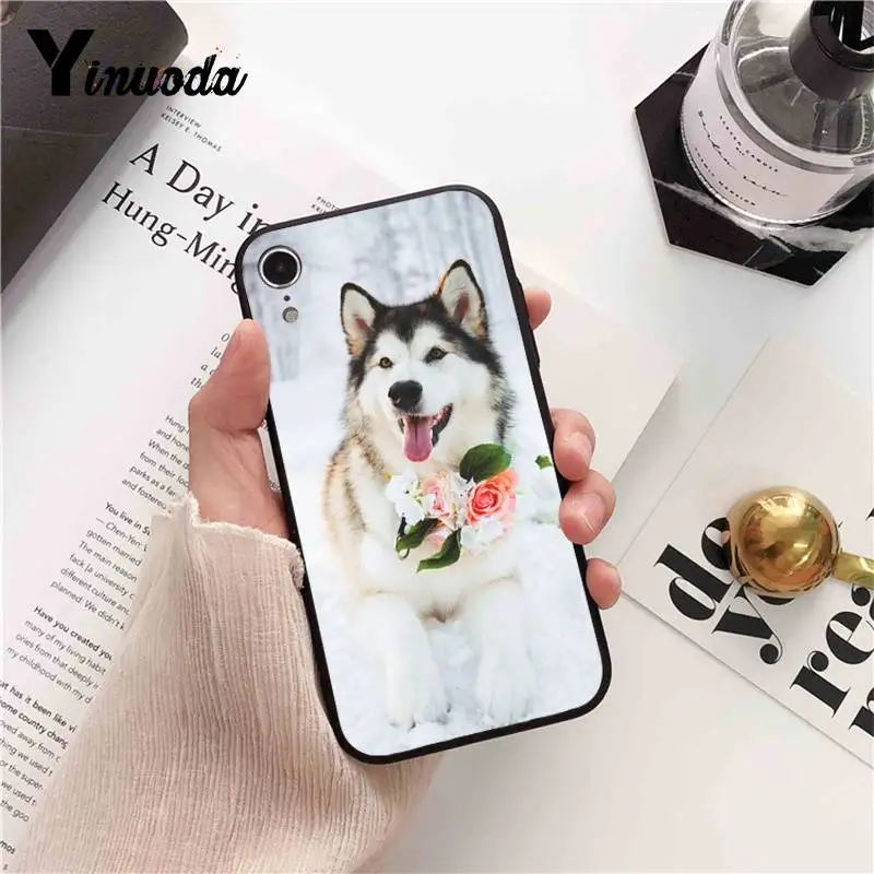 Animal Husky cute Puppy Dog