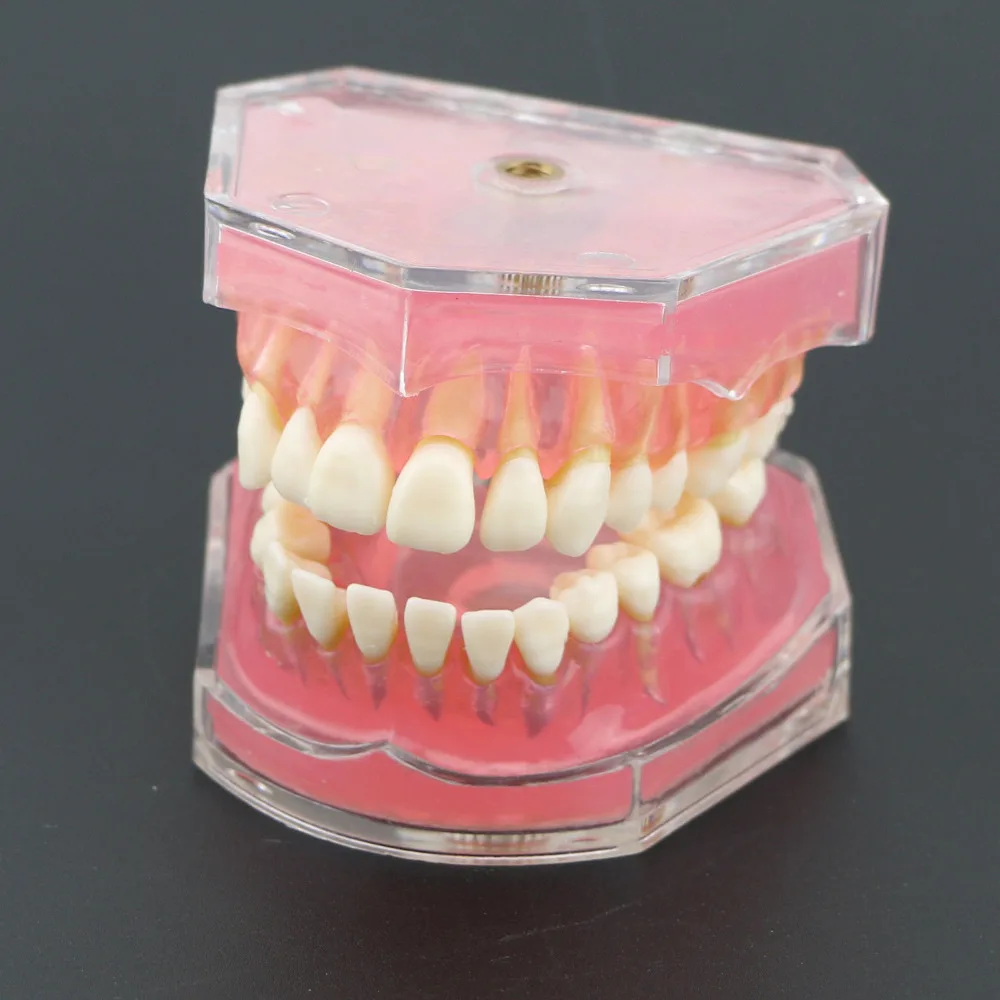 dental com dentes modelo padrão removíveis 4004 01 estudo dental ensine teeth modelo 13 Modelo padrão dental com dentes removíveis #4004