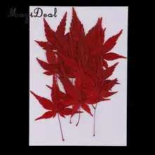12 шт. натуральный прессованный высушенный цветок листья красный кленовый лист украшение для открыток DIY чехол для телефона украшение 4-4,5 см