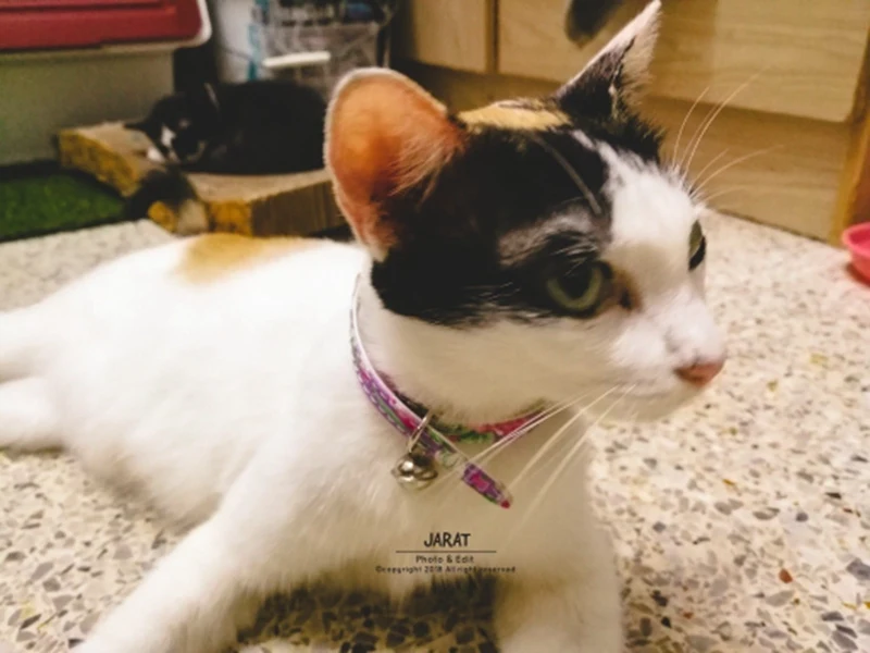 cat collar (8)