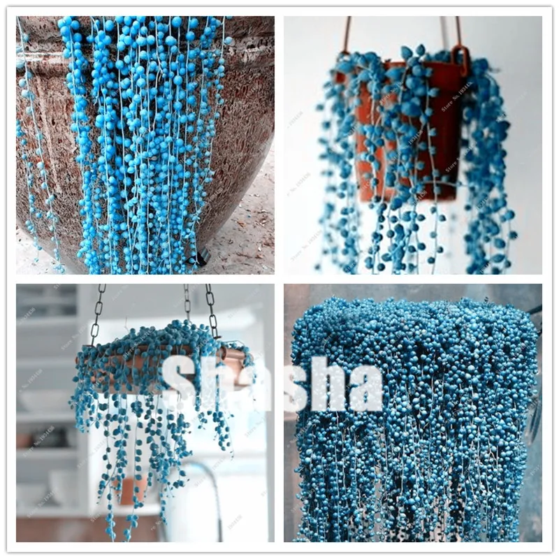

100 Pcs/Lot Blue Pearl Chlorophytum bonsai Office Desktop Flowers Succulents Anti-Radiation Computer Potted Plants Purify Air